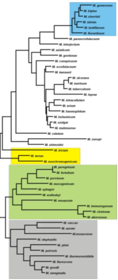 Figura 2: percorso evolutivo che ha portato alla differenziazione delle diverse specie a partire da un progenitore comune 