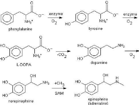 Figura 1: sintesi delle catecolamine. 