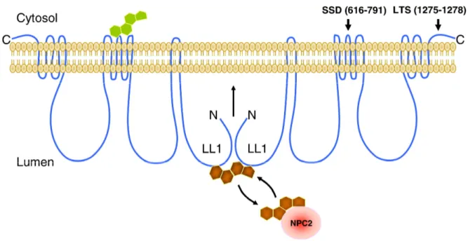 Figure  1.4-  Hypothetical  model  of  NPC1  dimerization  to  form  a  transmembrane  channel  operated  by  and  for  sterols