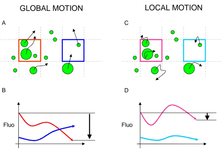 Figure 3.8- Temporal evolution of fluorescence in the case of large scale and small scale motion