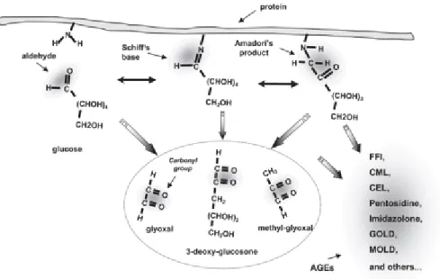 Fig 2.2 - Possible pathways in the formation of advanced glycation end products (AGEs)