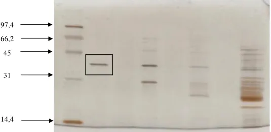 Fig. 4.8 - SDS PAGE of aldose reductase  From the left: 
