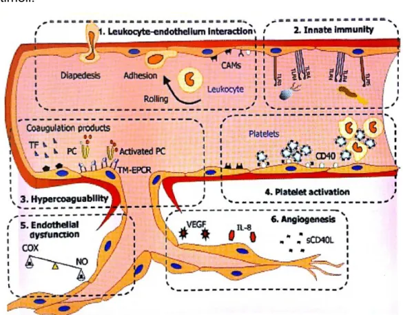 Figura  1.2 - Il ruolo della microvasculatura nella patogenesi delle IBD (tratta da Rovida,  Fiorino, Danese &#34;I molteplici ruoli patogenetici del microcircolo nelle malattie infiammatorie  croniche intestinali&#34;)