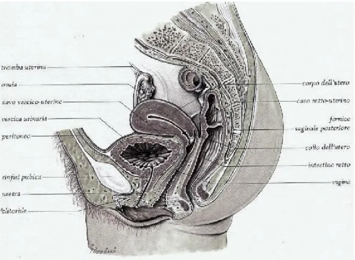 Fig. 2. Rapporti della vescica urinaria nella femmina.