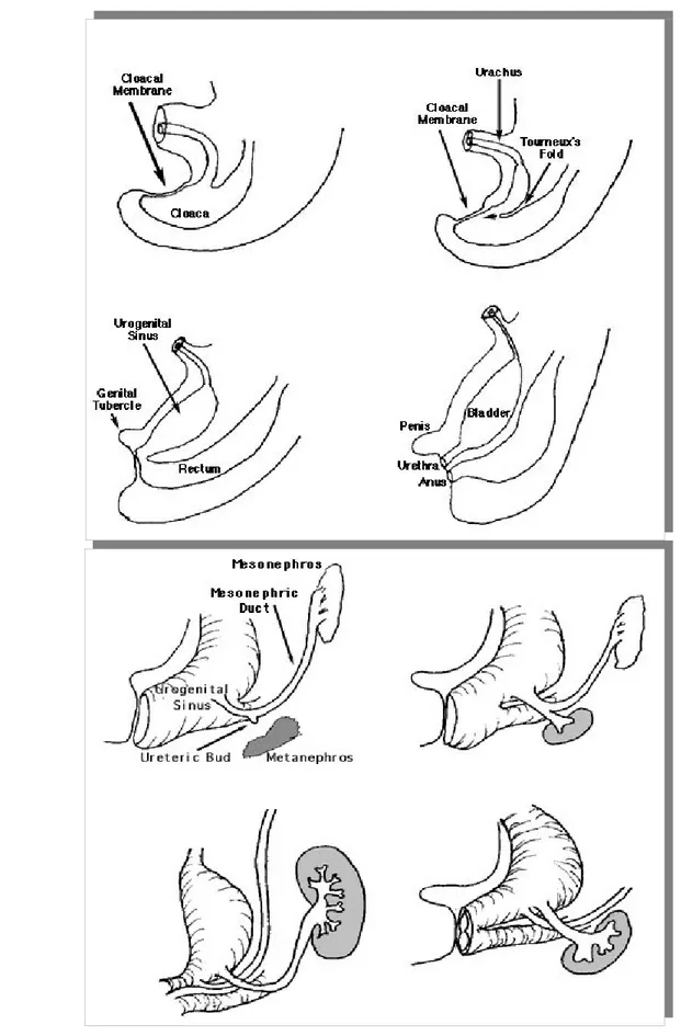 Fig. 3. Embriologia della vescica (da Embriologia Medica di Langman, Masson  Ed.VII Cap