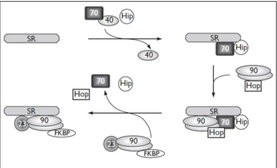 Figura 3. Azione del Hsp90 nell’organizzazione del recettore per ormoni steroidei. 