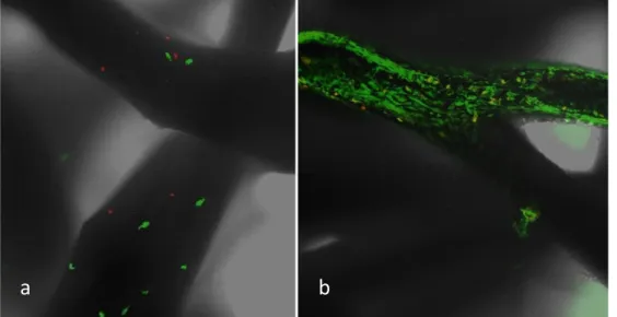 Figura V.7 – Test di vitalità cellulare Live/dead, in verde fluorescente sono evidenziate le cellule vitali, in rosso  le cellule morte