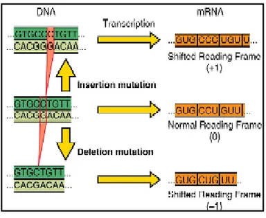 Figura 4. Mutazioni frame-shift 