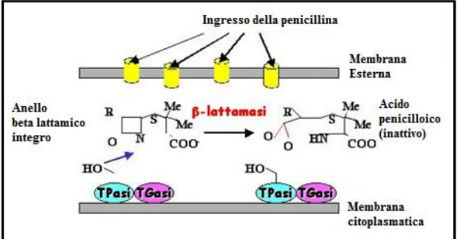 Figura 6 Meccanismo di inattivazione β-lattamaci