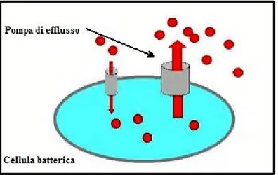 Figura 7. Meccanismo pompa di efflusso