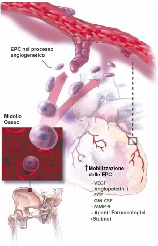 Figura 1.4. Le EPC facilitano la neovascolarizzazione e l’angiogenesi nell’adulto. 