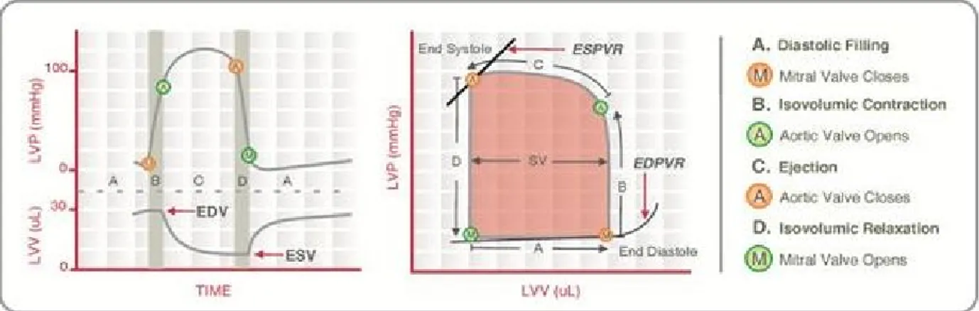 Figura 3 Fasi del ciclo cardiaco registrate  nel Diagramma Pressione Volume.