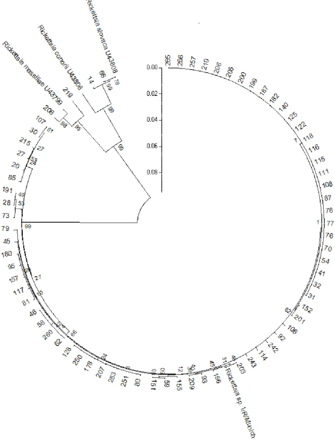 Figura  4:  Albero  filogenetico  di  Rickettsia  SFG  dedotto  dal  confronto  delle  sequenze  del  gene  ompA  mediante  il  software Mega 5.1