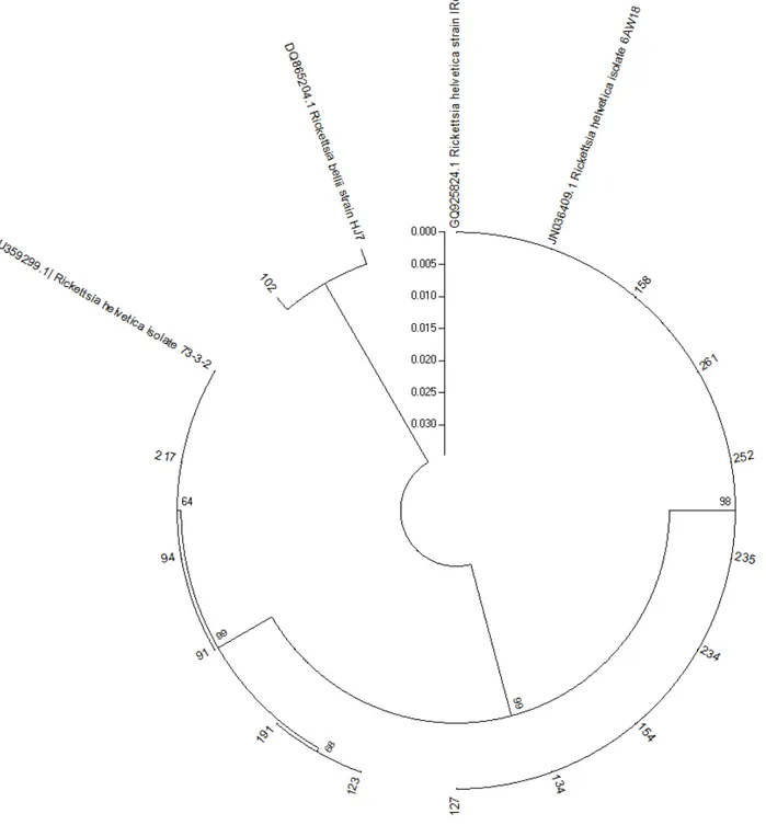 Figura  5:  Albero  filogenetico  di  Rickettsia  helvetica  dedotto  dal  confronto  delle  sequenze  del  gene  gltA  mediante  il  software Mega 5.1