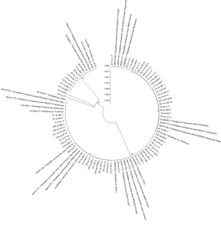 Figura 6: Albero filogenetico di Rickettsia monacensis dedotto dal confronto delle sequenze del gene ompA mediante il  software Mega 5.1