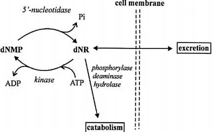 Figure  1.1:  Schematic  representation  of  a  substrate  cycle  involving  a  deoxyribonucleotide,  dNMP,  and  a  deoxyribonucleoside,  dNR  (from  Gazziola et al., 1999)