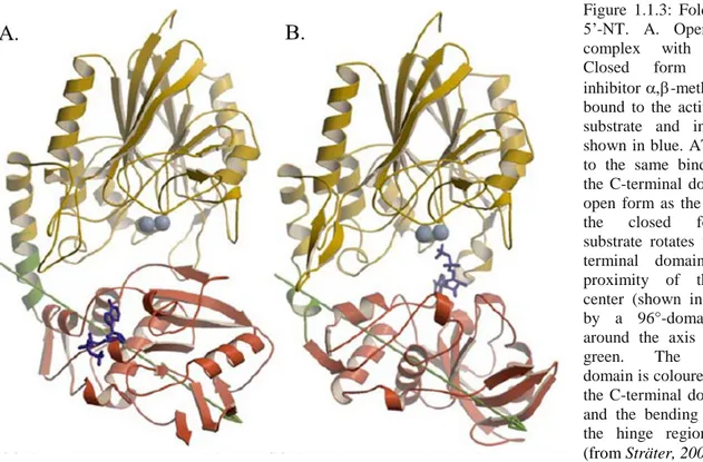 Figure  1.1.3:  Fold  of  E.  coli  5’-NT.  A.  Open  form  in  complex  with  ATP;  B