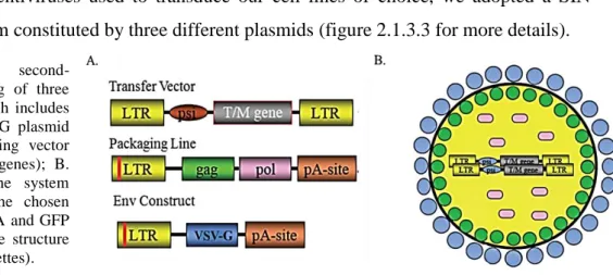 Figure  2.1.3.3:  A.  SIN  second-  generation  system  consisting  of  three  vectors  (transfer  vector  which  includes  the  desired  sequence;  VSV-G  plasmid  as  envelope  vector;  packaging  vector  consisting  of  gag  and  pol  genes);  B