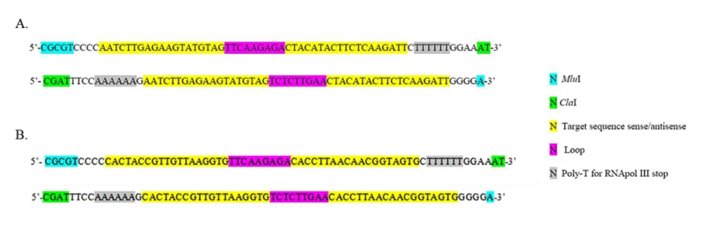 Figure 2.1.3.5: Oligomer sequences carrying (A) the sh661 and (B) the shCTR described by Careddu et al