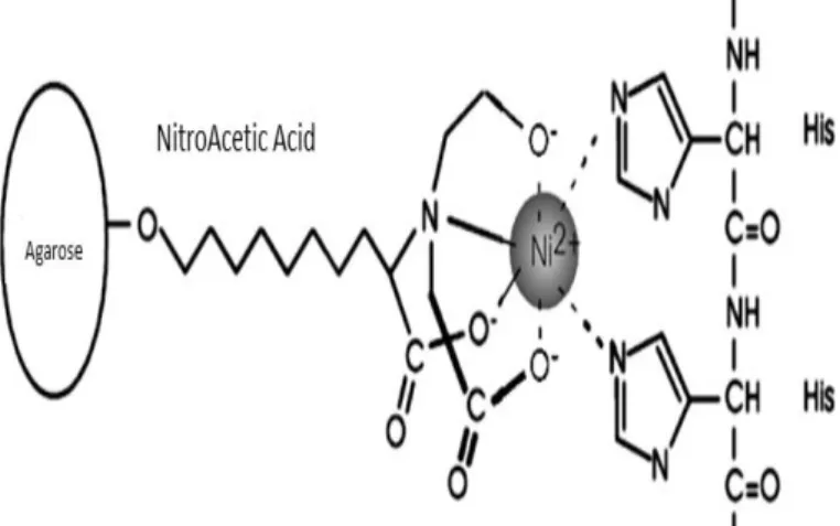 Figure  2.2.1.1:  Interaction  between  Ni-NTA  and  a  6xHis-tagged  protein.  NTA  is  a  tetradentate  chelating  adsorbent  that  occupies  four  of  the  six  ligand  binding  sites  in  the  coordination  sphere  of  the nickel ion, leaving two sites