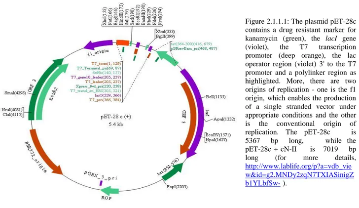 Figure 2.1.1.1: The plasmid pET-28c  contains  a  drug  resistant  marker  for  kanamycin  (green),  the  lacI  gene  (violet),  the  T7  transcription  promoter  (deep  orange),  the  lac  operator  region  (violet)  3'  to  the  T7  promoter  and  a  pol