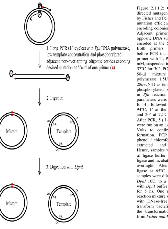 Figure  2.1.1.2:  Overview  of  the  site- site-directed  mutagenesis  protocol  described  by Fisher and Pei, which has a very high  mutation  efficiency  and  yields   mutant-encoding  colonies  in  less  than  48  hours