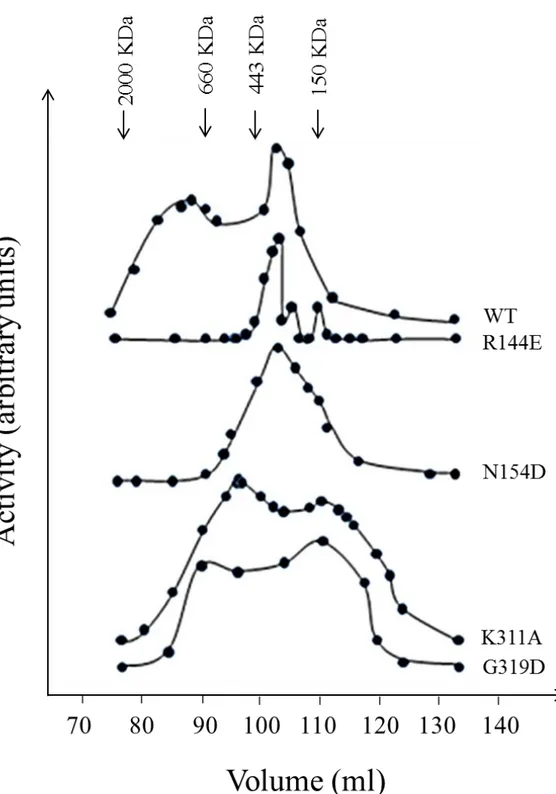 Figure 1.1.1.5: Activity chromatographic profiles of wild type cN-II, R144E (effector site 1), N154D (effectors site 1),  K311A  (interface  B)  and  G319D  (interface  B)