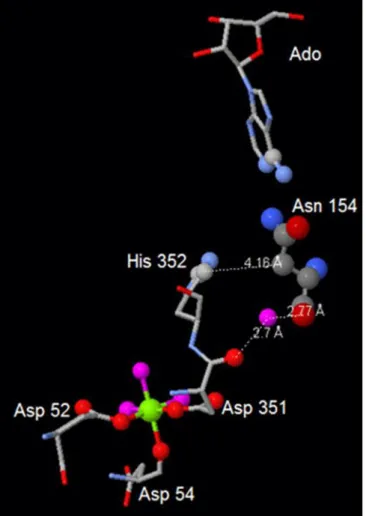 Figure  1.1.1.6:  The  interactions  of  Asn  154  with  both  His  352  and  Asp  351  (Active  site,  Motif  III,  directly  involved in Mg 2+ -binding; from Pesi et al., 2010)