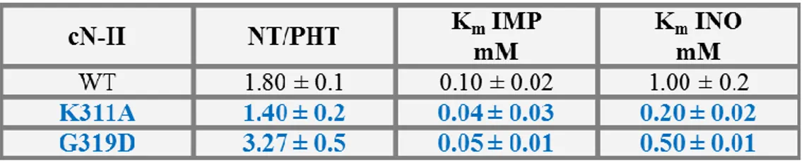 Table 1.1.2.3: Interface B. Effect of point mutations on K m  value of bovine recombinant cN-II