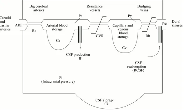 Fig. 2.3 Modello fisiologico del sistema cerebrovascolare  8