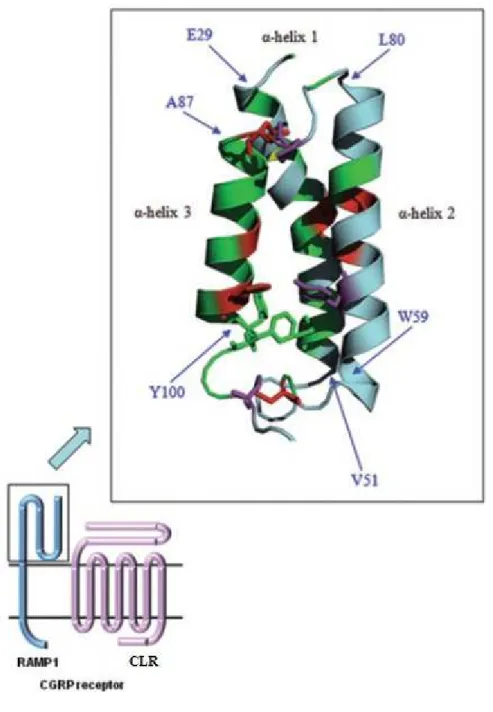 Figura  3.4.  (A)  Rappresentazione  schematica  del  recettore  CGRP.  La  porzione  ingrandita  mostra la struttura della porzione N-terminale della RAMP umana