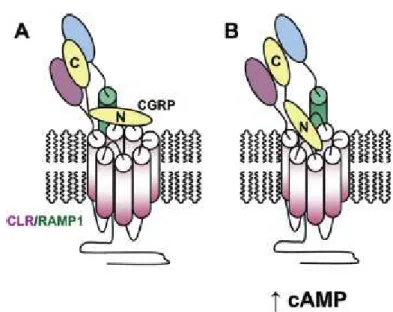 Figura  3.5.  Modello  di  legame  dei  due  domini  applicato  al  recettore  CGRP  (Moore  e  Salvatore, 2012) 