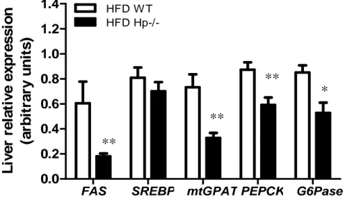Figure  14.  Gene  expression  in  the  liver  of  Hp −/−   mice.  Relative  expression  of  genes  involved  in  liver  metabolism (FAS, SREBP, mtGPAT, PEPCK and G6Pase) in HFD WT and Hp −/−  mice (n = 8)