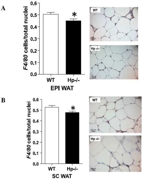 Figure 18. ATM content in HFD Hp −/−  mice. Immunohistochemical detection of F4/80 in EPI WAT (A)  and SC WAT (B) of HFD WT and Hp −/−  mice