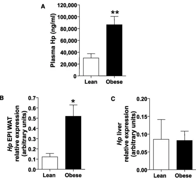 Figure 7. HFD treatment results in increased Hp production. A: Hp plasma levels in lean (n = 7) and  obese (n = 7) WT mice