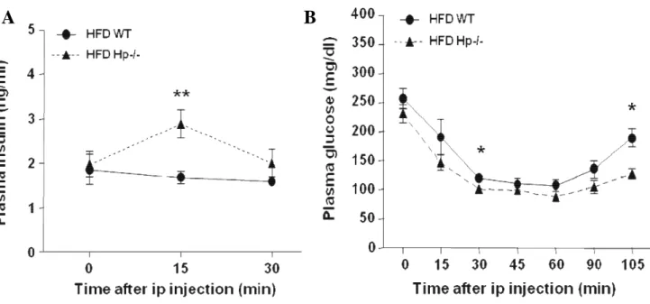 Figure  11.  Glucose  homeostasis  and  insulin  signaling  of  WT  and  Hp −/−   mice