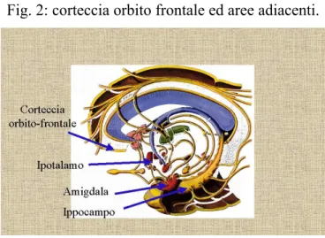 Fig. 2: corteccia orbito frontale ed aree adiacenti. 