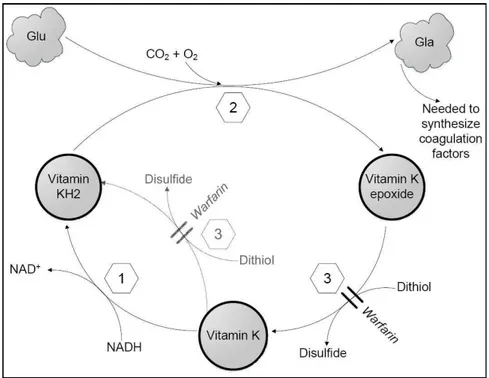 Figure 2.3 A diagram of the actions involved in the vitamin K cycle and   the site of action of oral anticoagulants