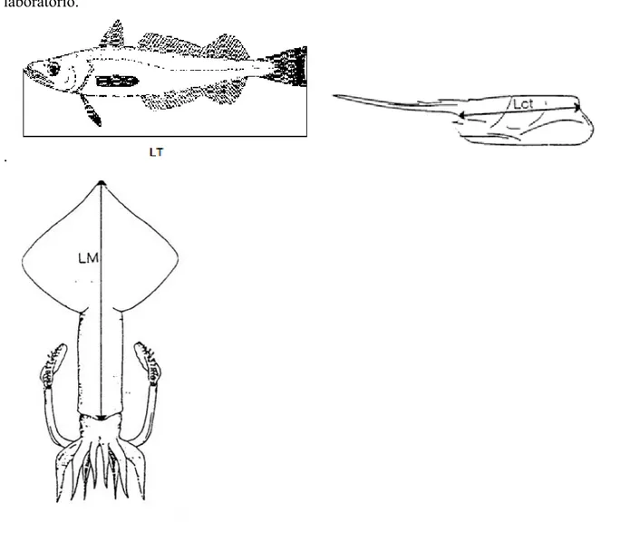 Fig. 3 – Rilevamento della lunghezza totale nei pesci, del carapace nei crostacei, lunghezza del  mantello nei cefalopodi