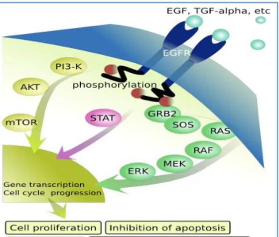 Figura  4  Vie  del  segnale  regolate  dal  recettore  del fattore di crescita epidermico (EGFR)