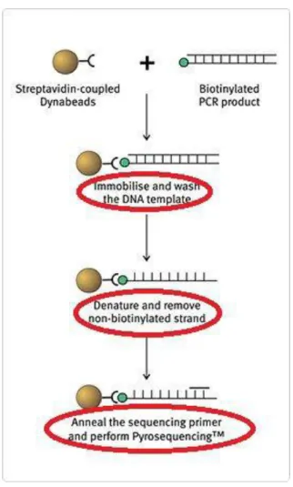 Figura  5.  Fasi  principali  della  reazione  di  pirosequenziamto