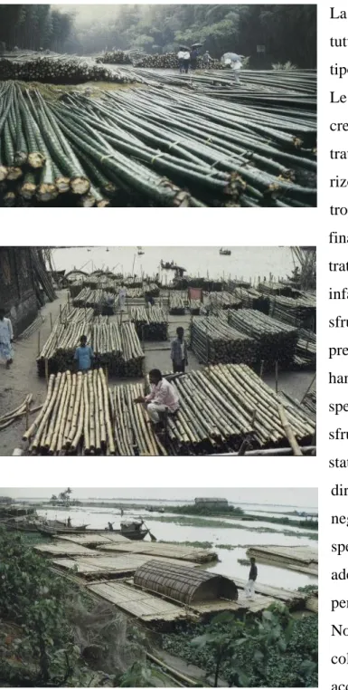 Figura 1.10 : taglio, stoccaggio e trasporto dei bambù in Cina