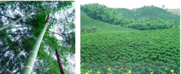 Figura 1.11:boschi a crescita naturale in Colombia
