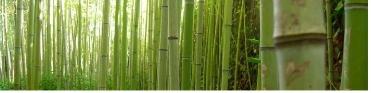 Figura 1.2: Foresta di bambù 