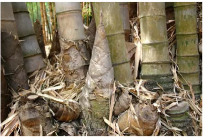 Figura 1.6: Gemme di bambù. 