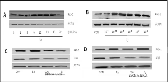 Figure 1. E 2  induces PAI-1 expression in endothelial cells via estrogen receptor α. 