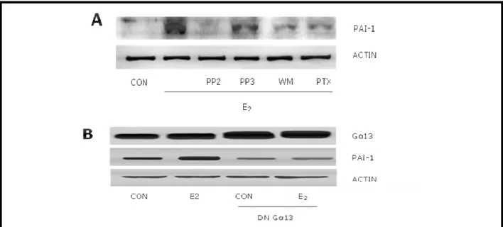 Figure  3.A)  HUVEC  were  treated  with  the  c-Src  inhibitor,  PP2,  the  inactive  PP2-analogue  PP3  (5µM),  with  the  PI3K  inhibitor,  wortmannin  (WM,  30nM)  or  with  the  G  proteins  inhibitor,  pertussis toxin (PTX -100 ng/ml)
