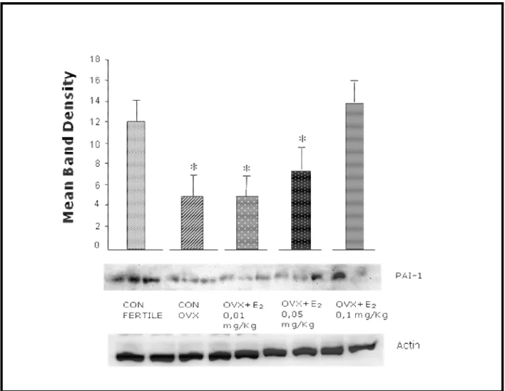 Figure  5.  Ovariectomized  mice  were  fed  with  17β-estradiol  at  different  doses  (0.01,  0.05  or  0.1  mg/kg) for 14 days