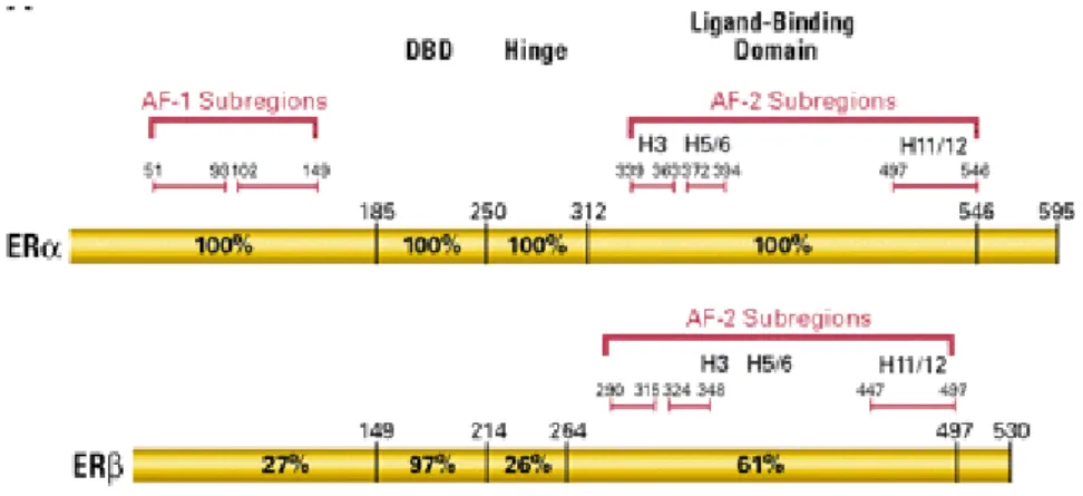 Figure  1.  Schematic  diagram  of  Estrogen  Receptor  alpha  (ERα)  and  Estrogen  Receptor  Beta  (ERβ)  with  the  identified  activated  functions  (AF)  that  bind  coactivators,  DNA  binding  domain  (DBD) and ligand binding domain (LBD)