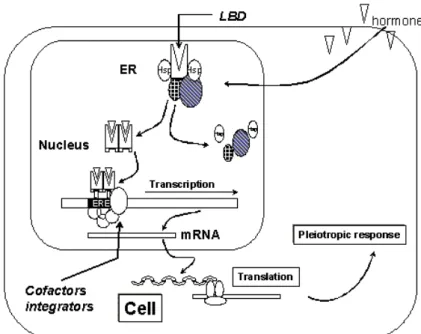 Figure 2. General Estrogen receptor  mechanism.The mechanism behind  estrogen  action at the  cellular  level  starts  with  an  estrogen  (ligand)  entering  the  cell  and  the  nucleus  and  binding  to  estrogen receptor isoforms (ER α or ER β) via the